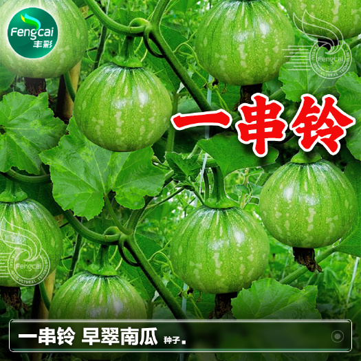 綿陽一串鈴迷你小南瓜種子 早翠南瓜種籽 結瓜多瓜形美