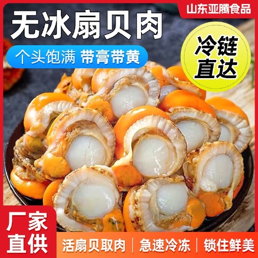 济南冷链新鲜扇贝肉