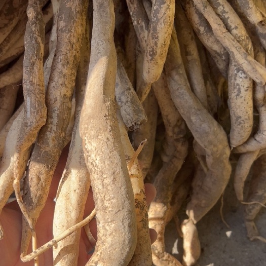 百部  川百部  鲜货大量出售，价格优惠，枝叶茂盛，成活率高