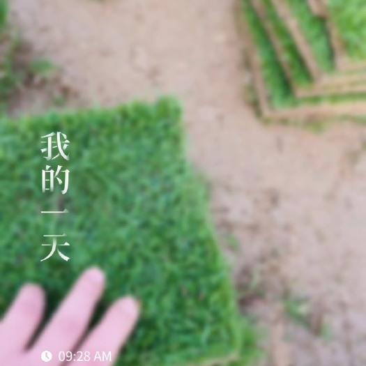清远草皮