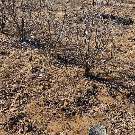 新沂市北美冬青奥斯特公树
