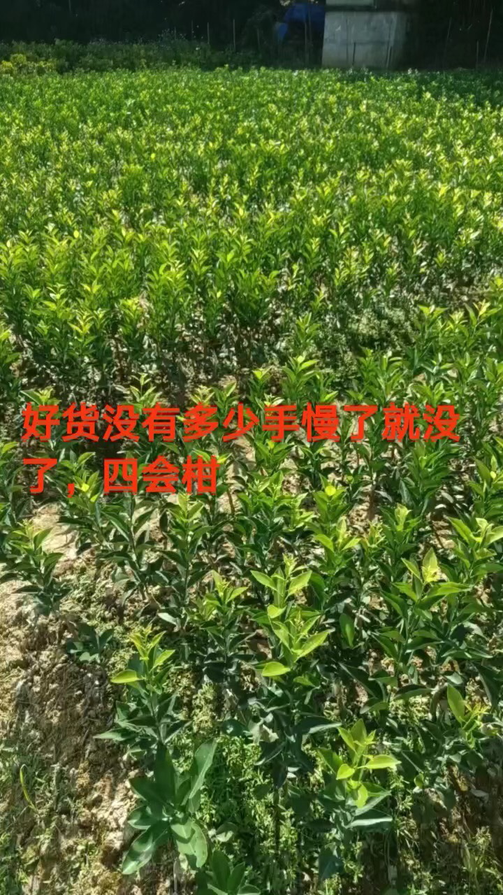 四会柑，沃柑杯苗