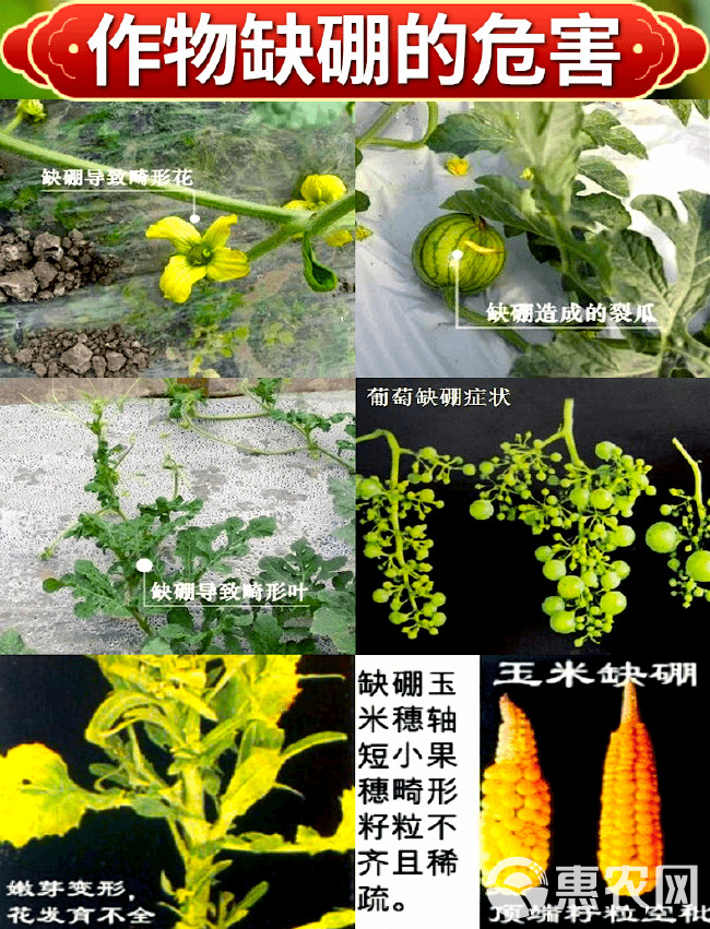 颗粒硼肥缓释型硼肥促花芽分化硼肥撒施