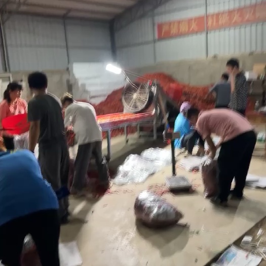 东方市朝天椒原厂地直发，可供应一级批发市场、电商、商超各种规格