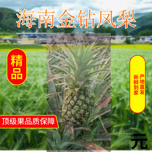 海口正宗海南金钻凤梨脆甜多汁新鲜水果手撕凤梨现发包邮