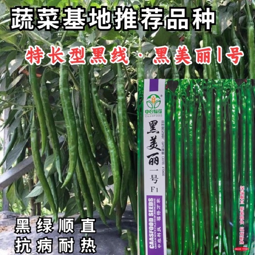 黑线椒种子，黑美丽一号，加长型线椒种子，黑绿顺直，抗病耐热