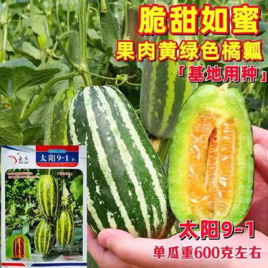洛阳太阳91甜瓜种子，脆甜如蜜，果肉黄绿橘瓢，抗病，含糖度高