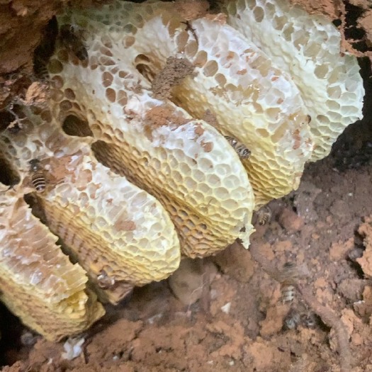 钦州土蜂蜜