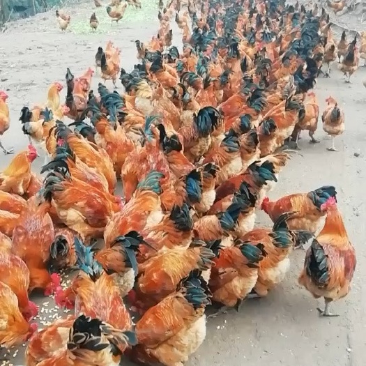 南充林下土鸡