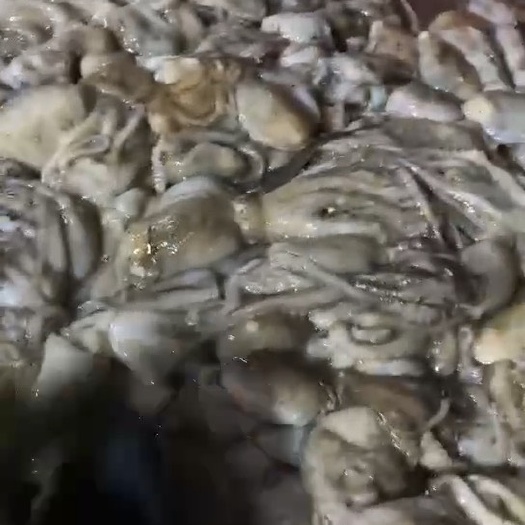原汁八爪鱼