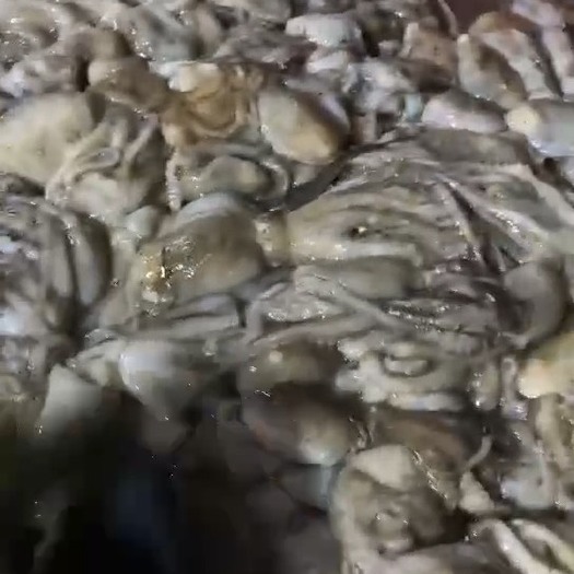 莱州市原汁八爪鱼