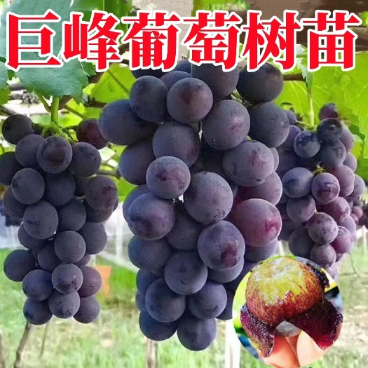 长沙嫁接巨峰葡萄苗巨峰葡萄树苗保证品种纯正