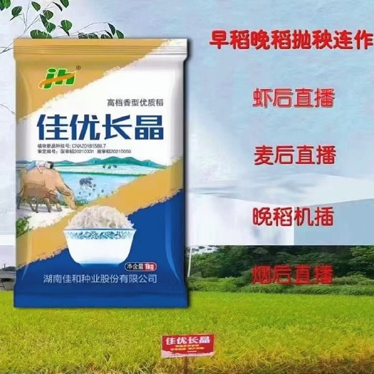 常德常规水稻种子 原种长粒香米 佳优长晶 可留种种子 矮杆晚稻谷