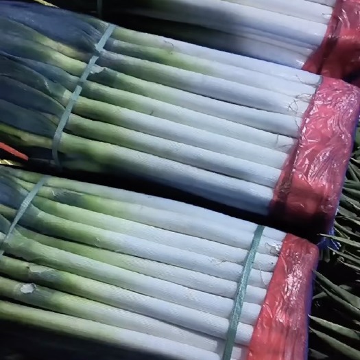  山东精品铁杆大葱   精品净葱
