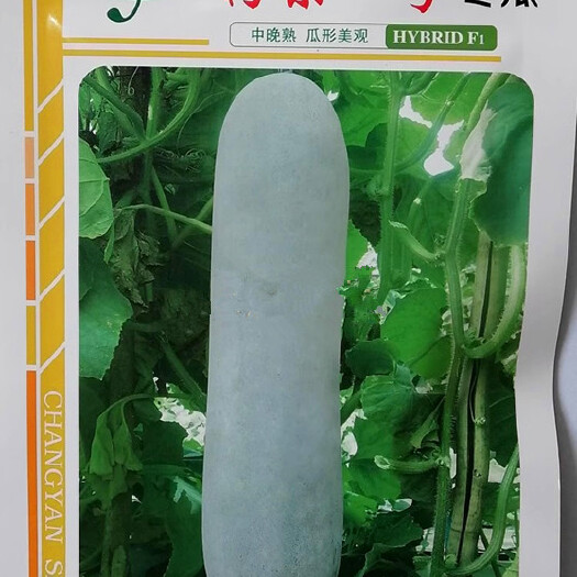漯河粉皮冬瓜种子，果实长炮弹型，耐热耐肥，抗病，基地专用