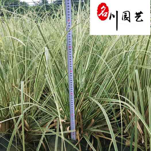 成都供应优质花叶蒲苇杯苗 成都水生植物批发 水体湿地绿化苗木
