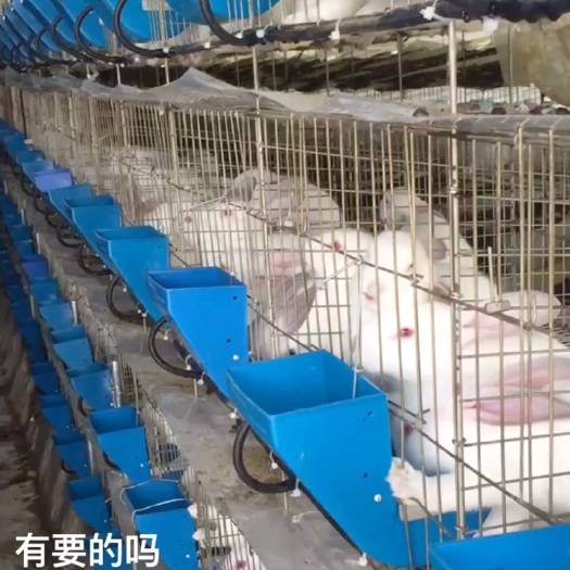 新兴县肉兔
