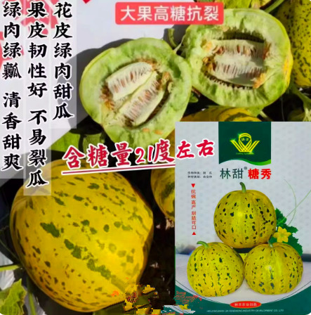 漯河糖秀甜瓜种子，花皮甜瓜，甜脆可口，绿瓤绿肉，甜度高，抗病