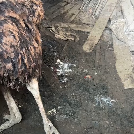 博罗县鸵鸟养了有半年，现在有90斤左右一个
