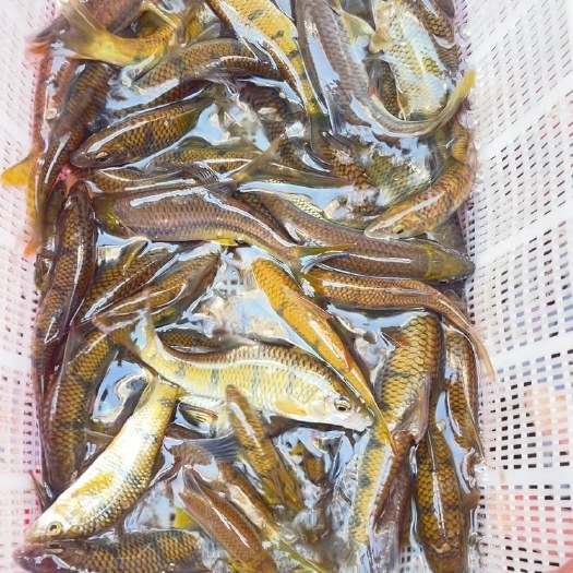 丽水石斑鱼 溪石斑