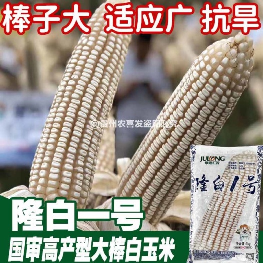 凯里市隆白一号白色粮食玉米种子白包谷种子云贵川白色玉米种子饭玉米种