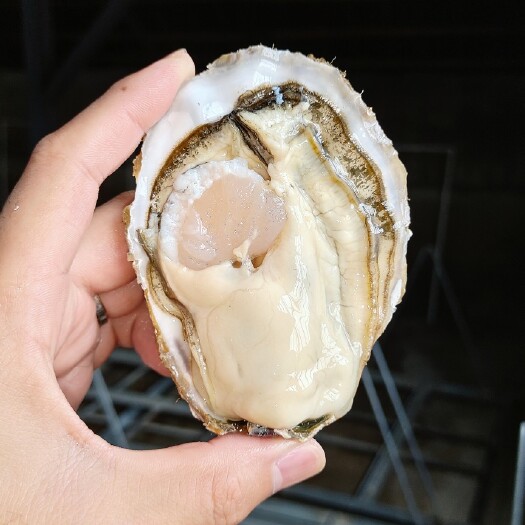 乳山市源头厂家一件代发 乳山牡蛎 净化蚝 三倍体生蚝