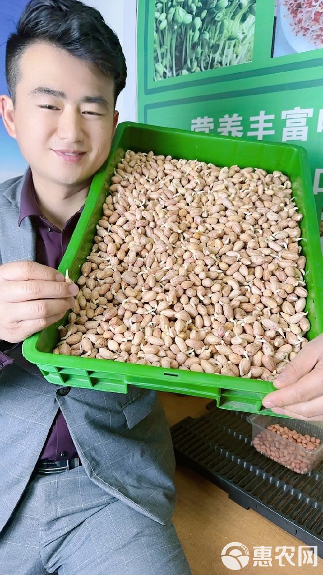 水培花生芽专用花生米9616专业芽苗菜专用花生种子纯手工剥壳