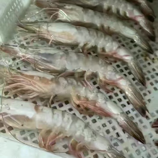 青岛海铺对虾
