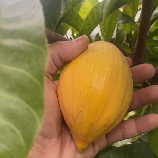 漳州耀堂仙桃鲜果