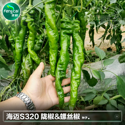 绵阳长陇椒螺丝椒种子 海迈S320杂交种早中熟 皮薄好吃