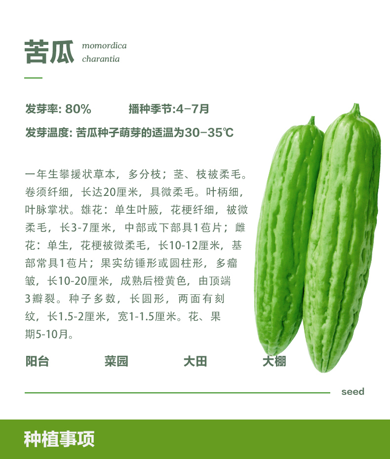 翠绿苦瓜种子 中熟 瓜条长30厘米左右，粗6-8厘米