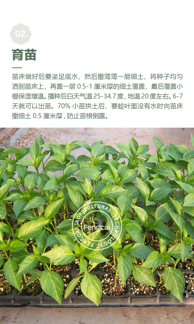 长陇椒螺丝椒种子 海迈S320杂交种早中熟 皮薄好吃