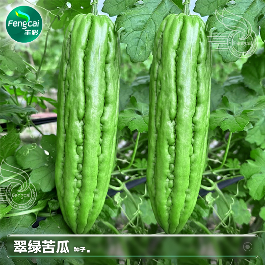 绵阳翠绿苦瓜种子 中熟 瓜条长30厘米左右，粗6-8厘米