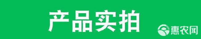 泰源苛其灵70%噁霉灵粉剂