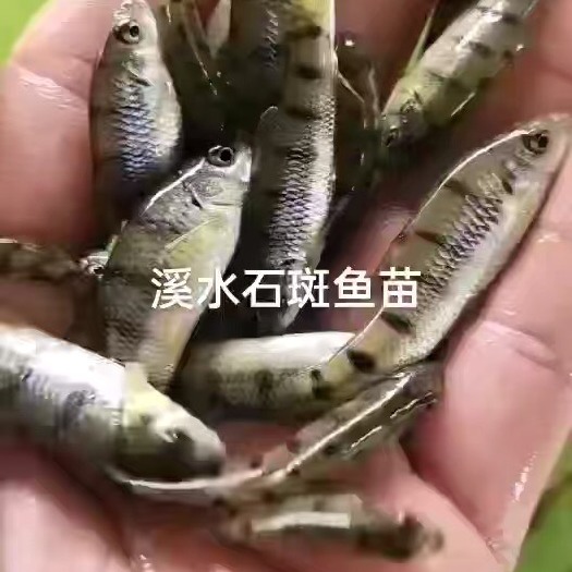 博罗县溪水石斑鱼苗