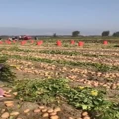 盈江县2025年黄心土豆  早熟新鲜黄心马铃薯土豆洋芋