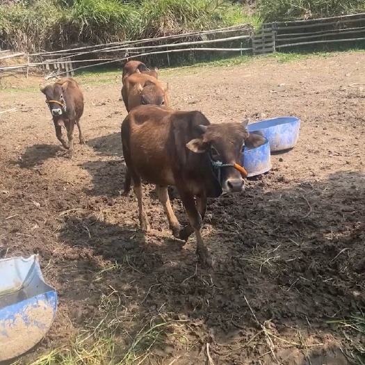 福清市土黄牛。小母牛