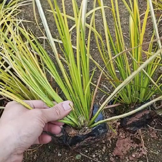 漳浦县金边菖蒲 福建漳州基地直发金边菖蒲