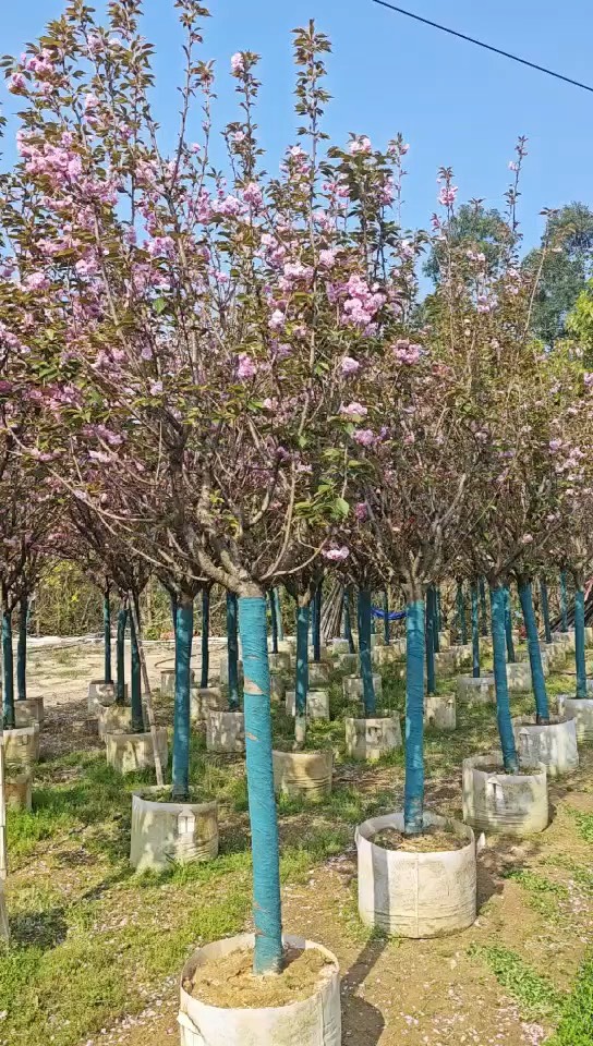 日本樱花 福建漳州基地直发日本樱花