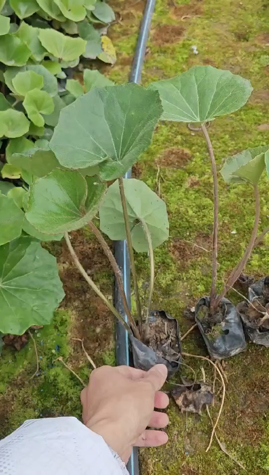 大吴风草 福建漳州场地直销大吴风草