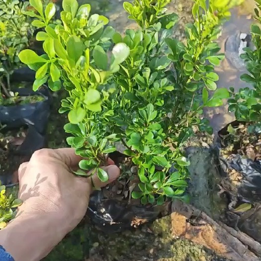 米兰 15-30厘米高度袋苗