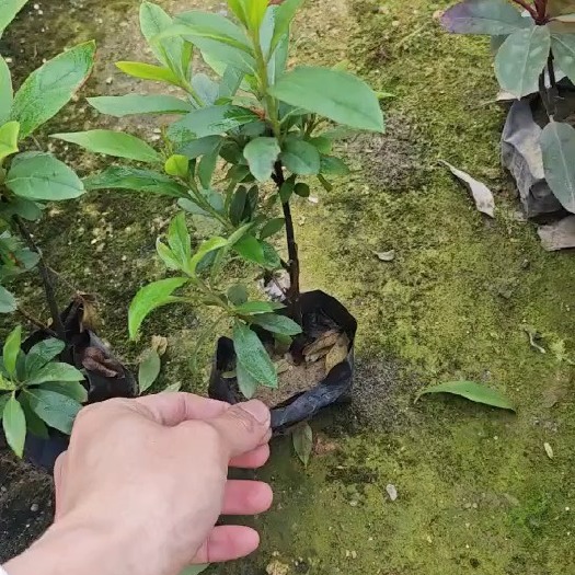 漳浦县毛杜鹃小杯苗