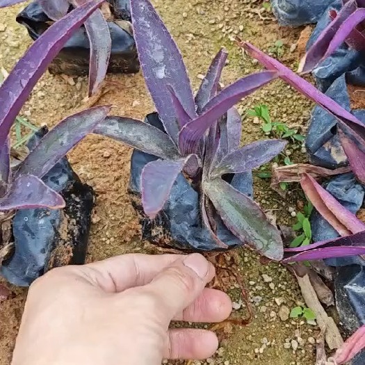 漳浦县鸭跖草