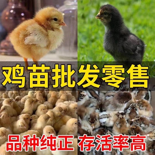 广州鸡苗