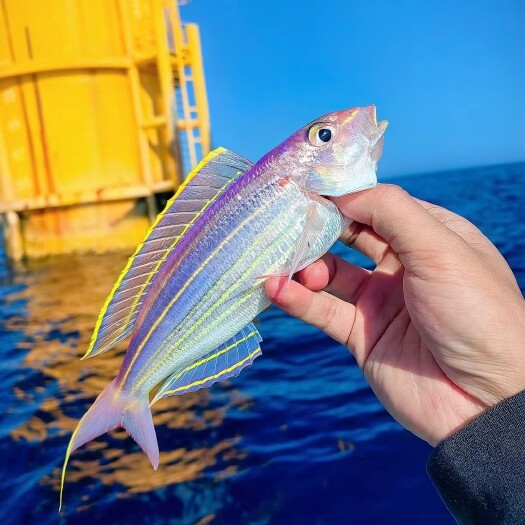 全规格 冷冻水产 质量保证