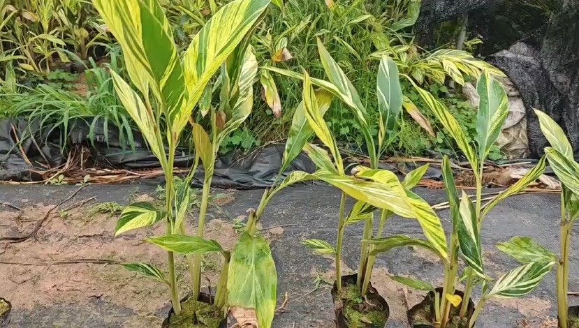 花叶良姜