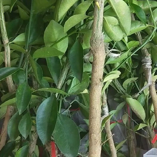 灵山县海南小金桔