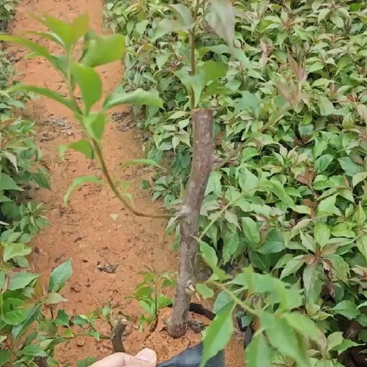 热火桑巴三角梅