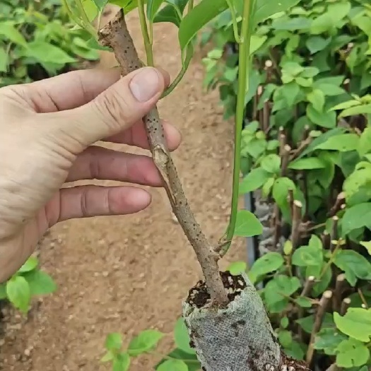 漳浦县红缨三角梅