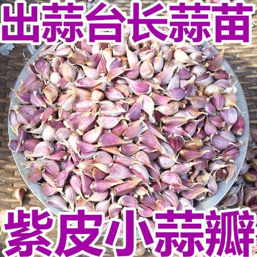 蒜苗种子二水早寒蒜种子正月早川蒜种子